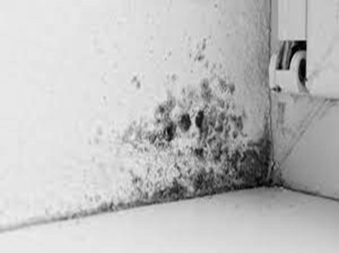 How to get rid of Mould & Mildew in your Home - EcoPainter